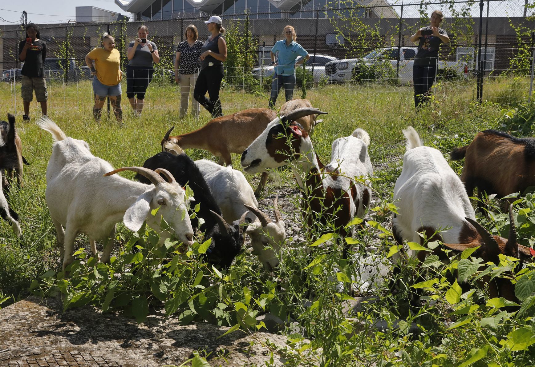 Goats make quick work of urban clearing